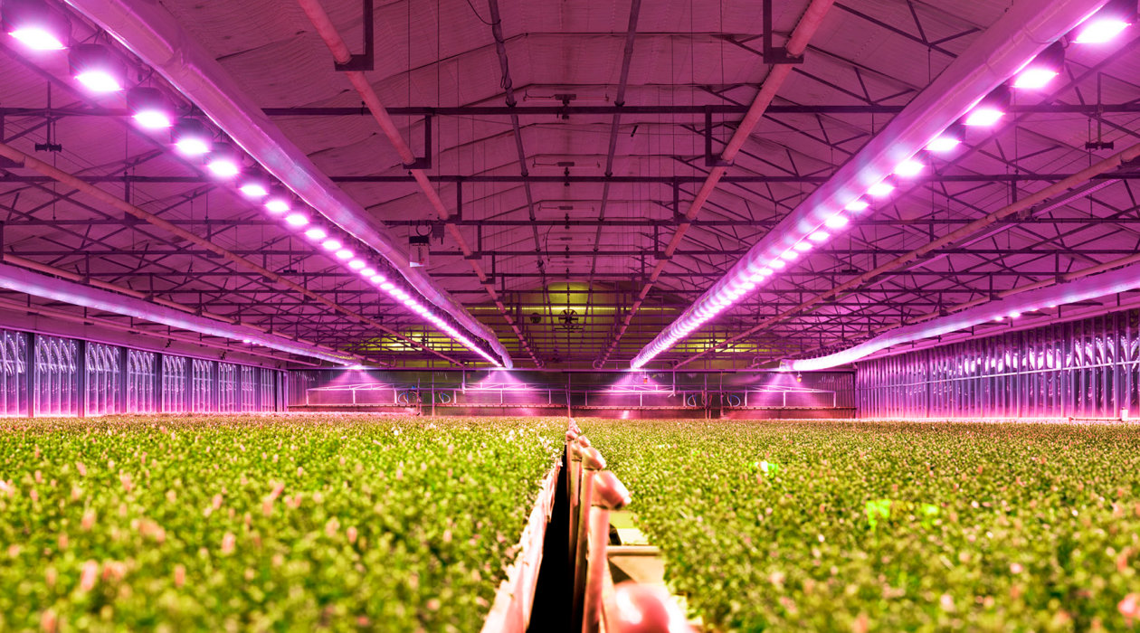 欧司朗LED灯珠植物照明用 LED解决方案